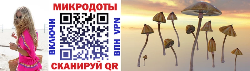 Псилоцибиновые грибы Psilocybine cubensis  где купить наркоту  блэк спрут ссылки  Балашов 